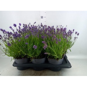 Lavandula angus. 'Essence Pure'