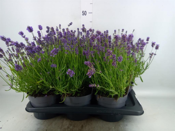 <h4>Lavandula angus. 'Essence Pure'</h4>