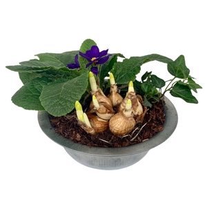 Primula zinken schaal hedr tet 337