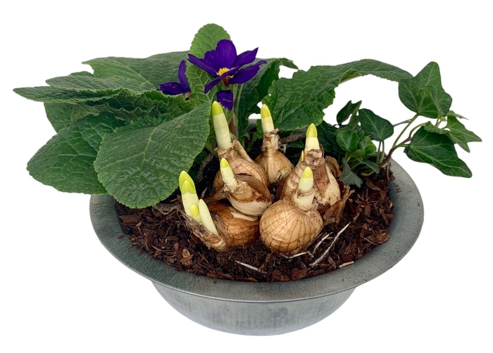 <h4>Primula zinken schaal hedr tet 337</h4>