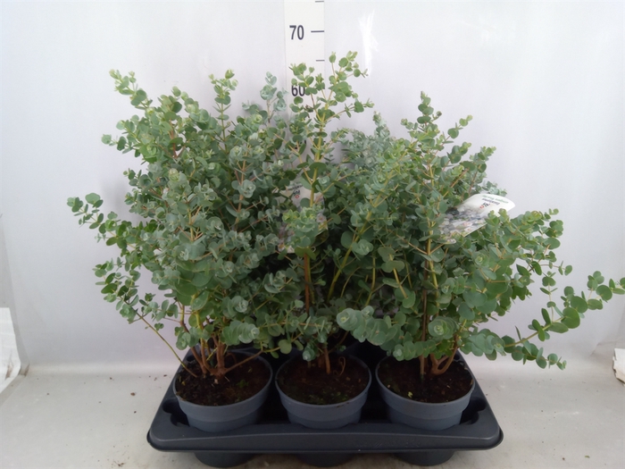 <h4>Eucalyptus urnigera</h4>