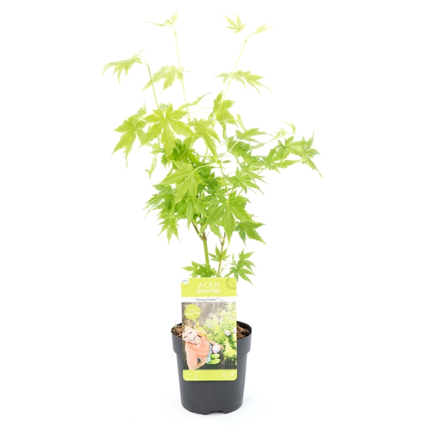 Acer palm. P10.5 'Going Green'®