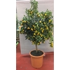 Citrus hystrix
