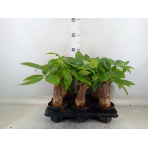 Pachira aquatica