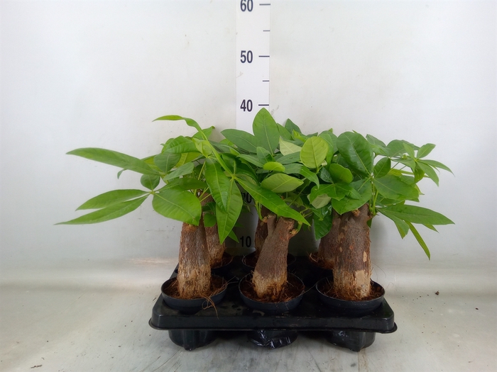 <h4>Pachira aquatica</h4>