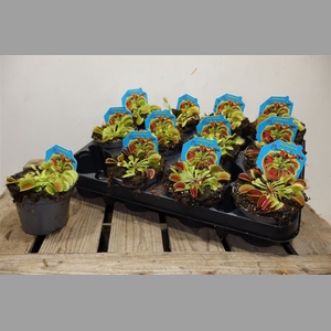 Dionaea Muscipula
