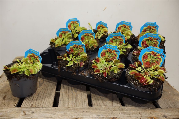 <h4>Dionaea Muscipula</h4>