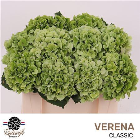 <h4>HYDR M CH VERENA CL</h4>