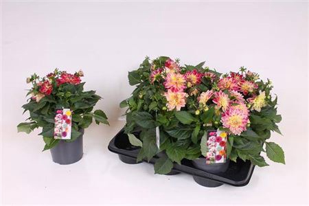 <h4>Dahlia L Me Pink Eye</h4>