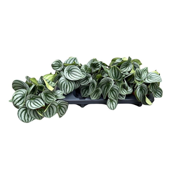 <h4>Peperomia argyreia</h4>