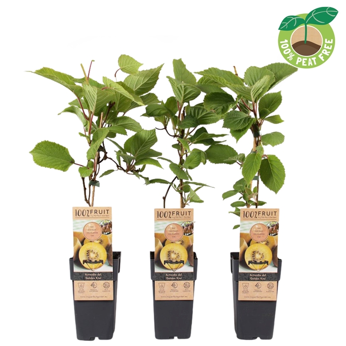 Actinidia Deliciosa Golden Kiwi