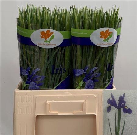 <h4>Iris Blue Magic</h4>