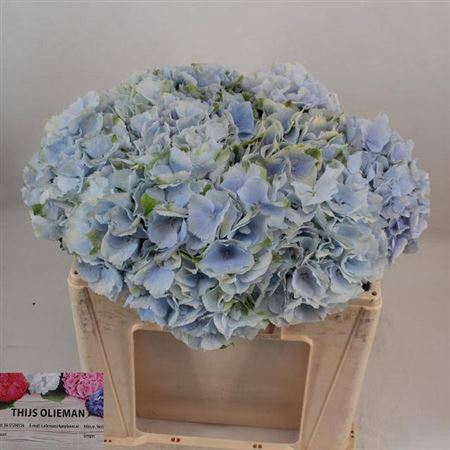 <h4>Hydr M Ch Verena Bl</h4>