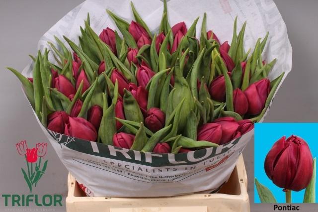 <h4>TU DU PONTIAC</h4>