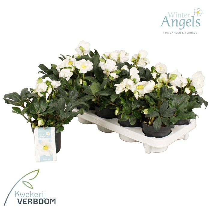 <h4>Helleborus Verboom Shining Star XL</h4>