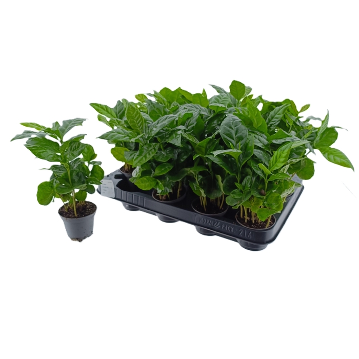 <h4>COFFEA ARABICA</h4>