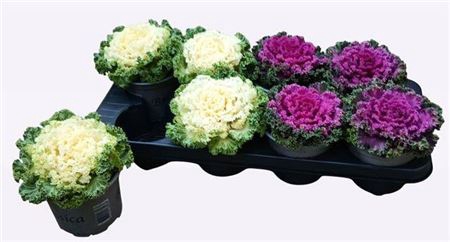 arr8 Brassic Ol Gekruld