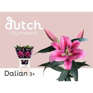 LI OT DALIAN 3
