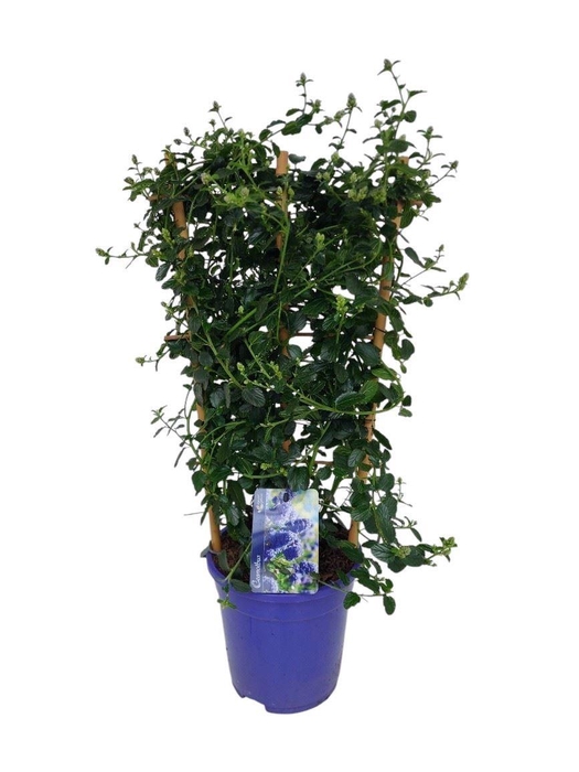 <h4>Ceanothus thyrsiflorus var. repens</h4>