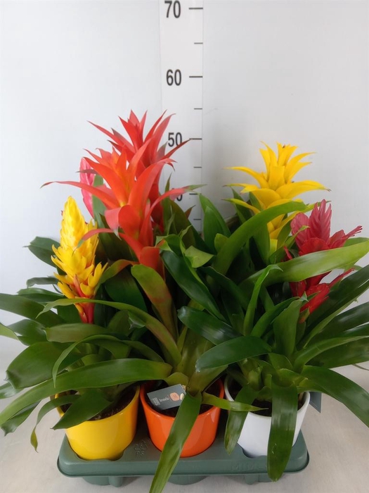 <h4>Bromelia   ...mix</h4>