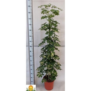 Schefflera arbor. 'Gold Capella'