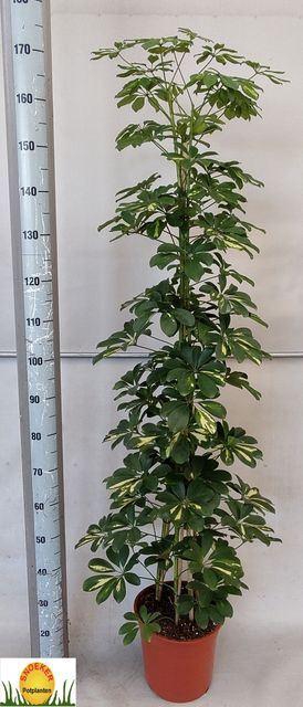 <h4>Schefflera arbor. 'Gold Capella'</h4>