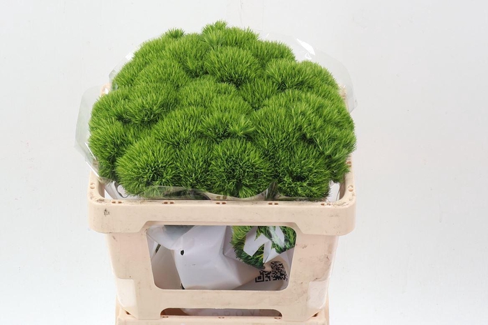 <h4>DIANTHUS BARB. 'KIWI MELLOW'</h4>