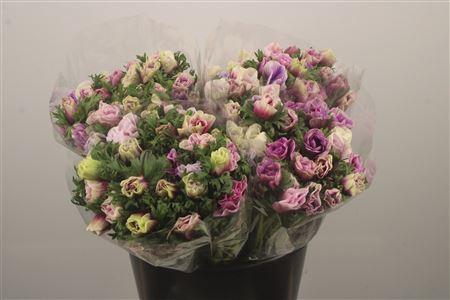 <h4>Anemone Fr. Rainbow Happy</h4>