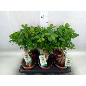 Ficus microcarpa 'Ginseng'