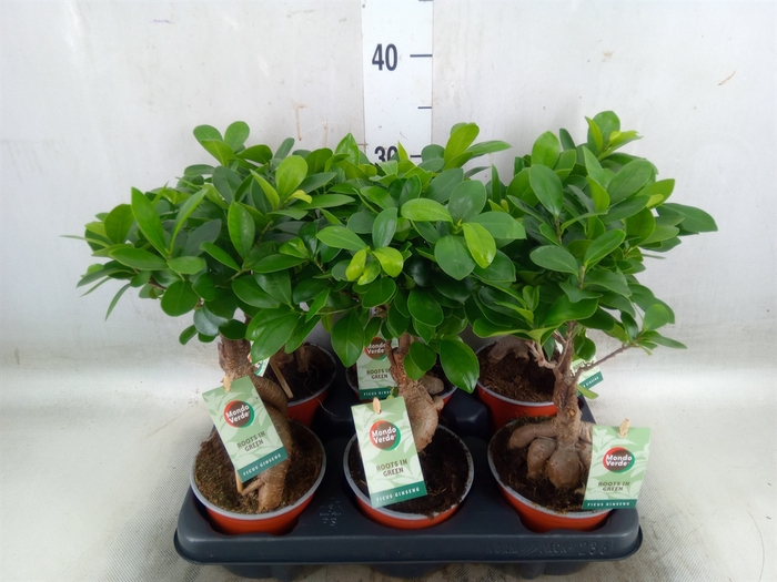 <h4>Ficus microcarpa 'Ginseng'</h4>