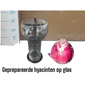 BLOEMBOL HYACINT GEM