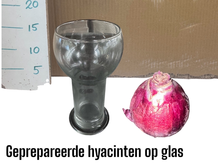 BLOEMBOL HYACINT GEM