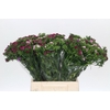 Dianthus Br Mix