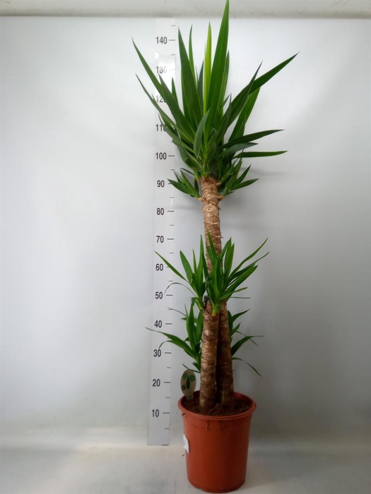 <h4>Yucca   ...</h4>