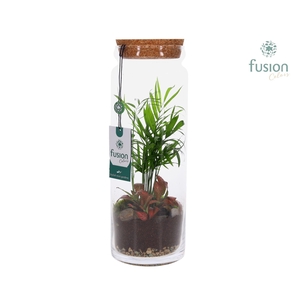 Glazen vaas met Terrarium arrangement