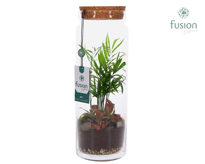 <h4>Glazen vaas met Terrarium arrangement</h4>