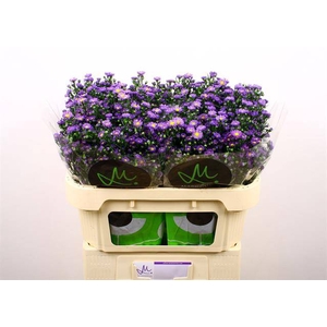 Aster teeny tiny blue