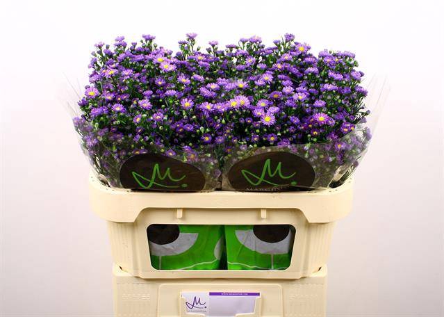 <h4>Aster teeny tiny blue</h4>