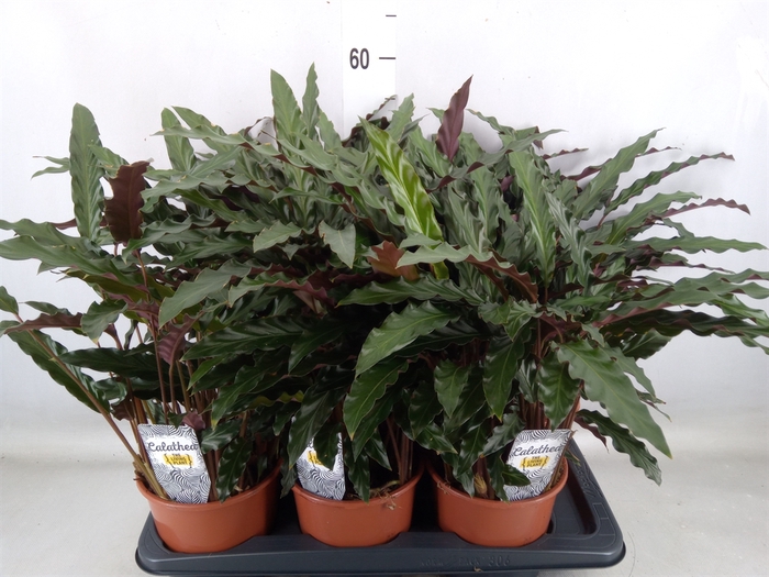 <h4>Calathea rufibarba 'Elgergrass'</h4>