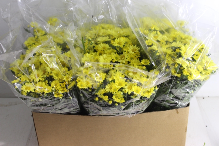 <h4>CRIS BOLA BELGA P15 AMARELO</h4>