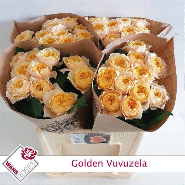 Rosa Garden Vuvuzela Golden