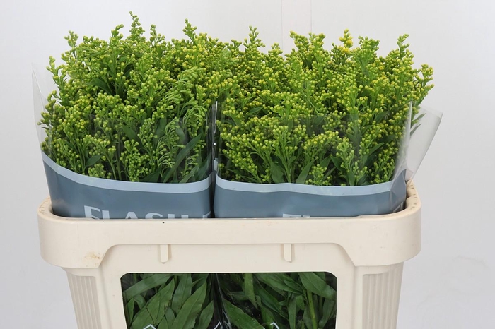 <h4>Solidago Golden Glory</h4>