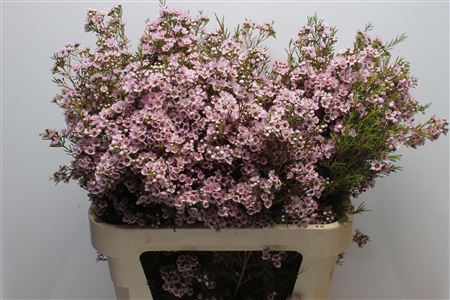 <h4>Chamelauc Titan</h4>