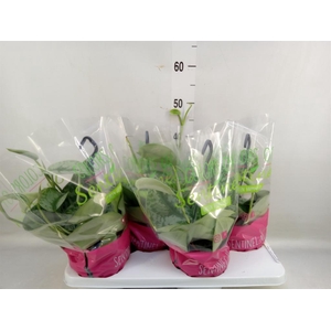 Scindapsus pictus 'Trebie'