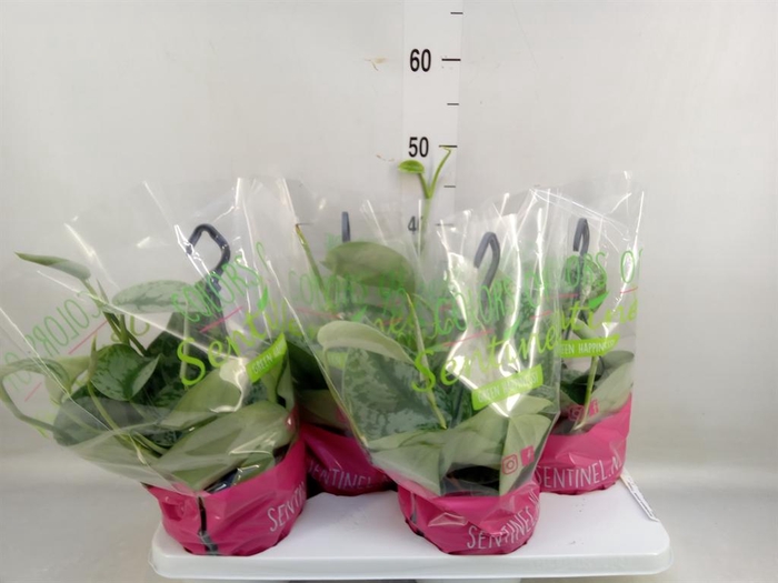 <h4>Scindapsus pictus 'Trebie'</h4>