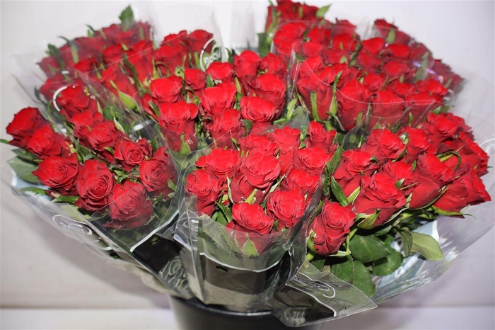 <h4>R Gr Simply Red+ X10</h4>