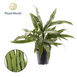 Aglaonema Cutlass