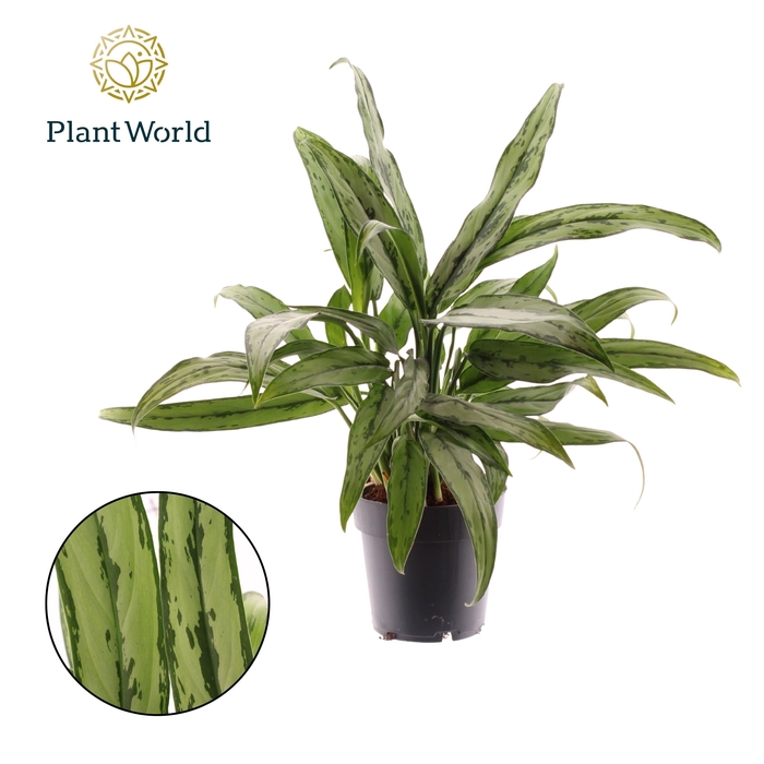 <h4>Aglaonema Cutlass</h4>