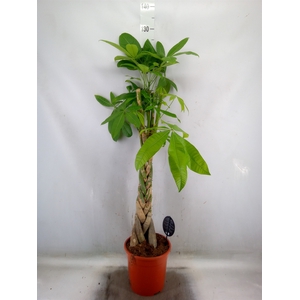 Pachira aquatica