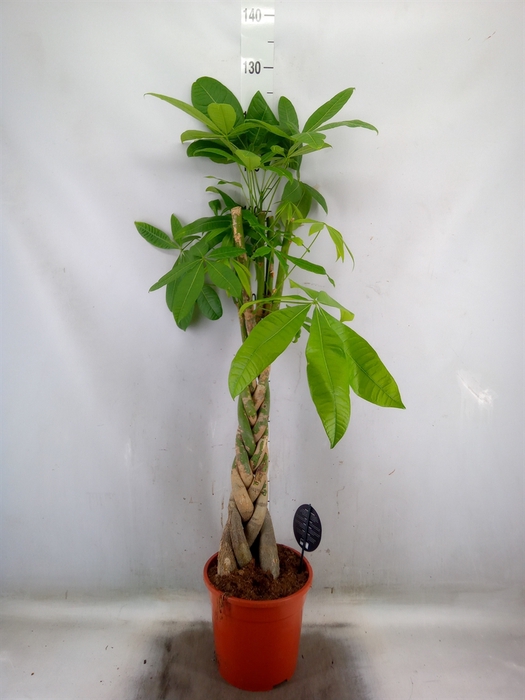 <h4>Pachira aquatica</h4>